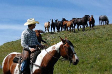 Canada-Alberta-Porcupine Hills Working Ranch and Round Ups